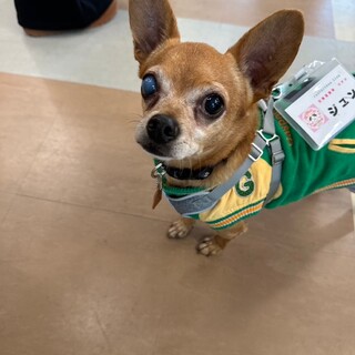 控えめな甘えん坊、チワワのジュン君