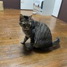 猫も人も大好きです。優しくて甘えん坊の男の子です