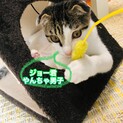 やんちゃな食いしん坊ボーイ、ジョー君