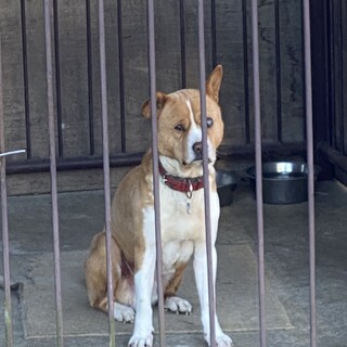 獣害対策犬／8歳／オス