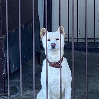 獣害対策犬／8歳／オス