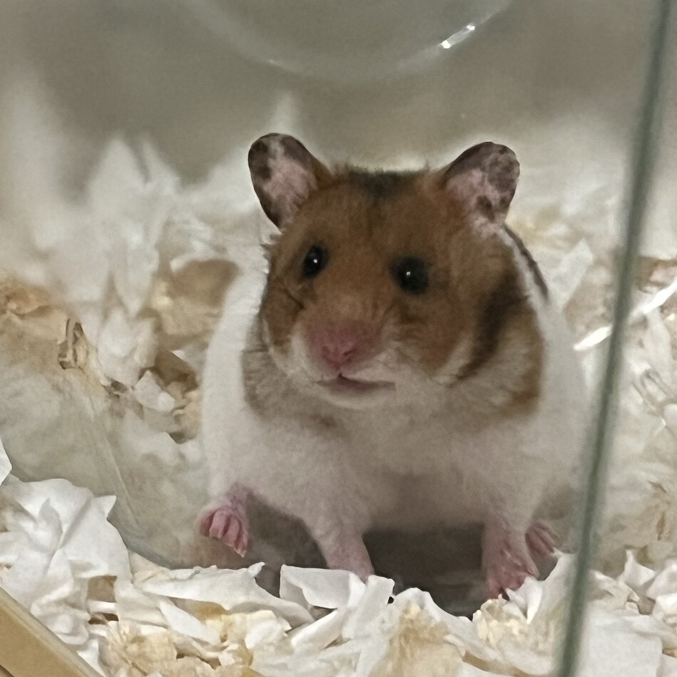 ふらいのカバー写真