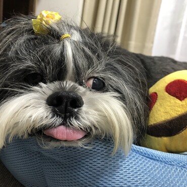 昼寝