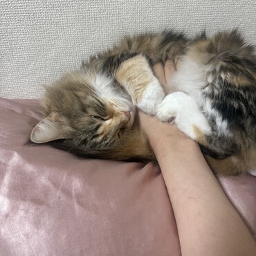 手を抱え込んで寝るれん