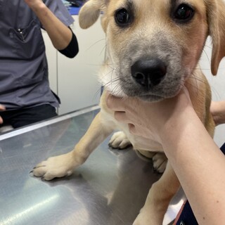 元気一杯愛らしい甘えん坊の子犬オス2匹3ヶ月