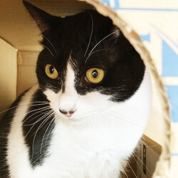 猫と遊べる譲渡会 サムネイル3