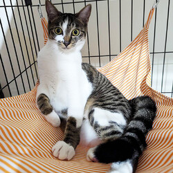 猫と遊べる譲渡会 サムネイル3