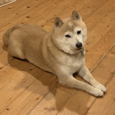 ニャンルーチー家 大丈夫かな？