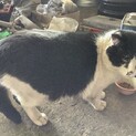 ボス猫くん、クロくんと同時の引き取りです