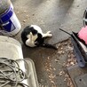 ボス猫くん、クロくんと同時の引き取りです サムネイル2