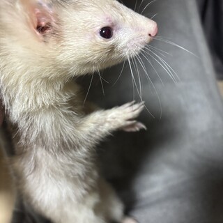 フェレット2匹里親募集