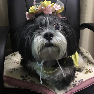 花冠