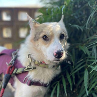 “スワン”  女の子