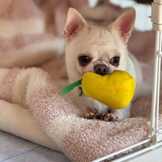 チワワ　ジョージクルーニーくん　里親様募集☆