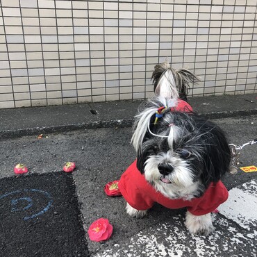 牡丹