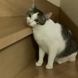 困り顔リロちゃんの里親さん募集