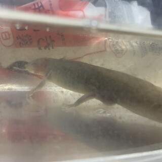 ウーパールーパー 黒色