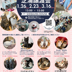 ねこの譲渡会＠東京芝浦（JR田町駅徒歩7分）