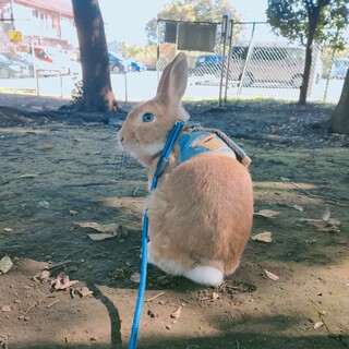 ライオンラビットとネザーランドのミックス