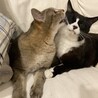 面倒見のいい姐御。亡きトムととっても仲良しでした。