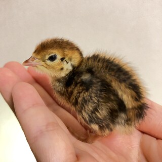 【千葉】1月生まれ●並うずらの雛　〜10羽まで