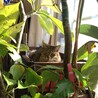 ジャングルの女豹