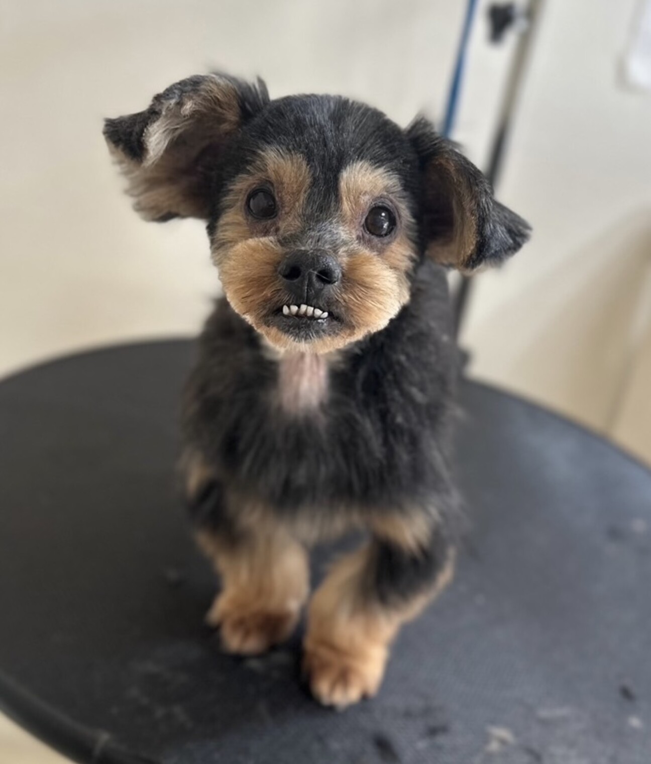 テリア系ミックスシニアのネロ君」埼玉県 - 犬の里親募集(493374