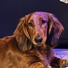 フランキー君1歳になりました