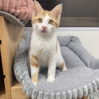 茶白みきくん　3ヶ月半の男の子