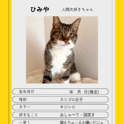 1/19(日)保護猫譲渡会@名古屋市天白区 サムネイル2