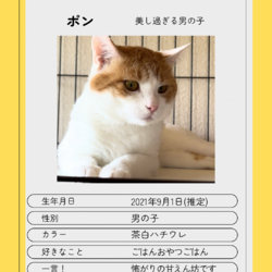 1/19(日)保護猫譲渡会@名古屋市天白区 サムネイル3