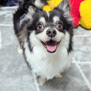 超絶美男子★性格の良い王子様チワワ