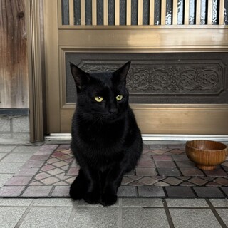 保護した黒猫(オス)の里親を募集しています。