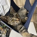 ストーカー猫♡甘えん坊の家康くん♪