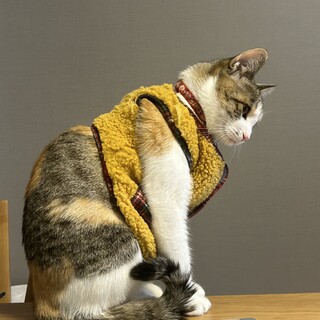 1歳半のとても人懐っこい三毛猫のメス