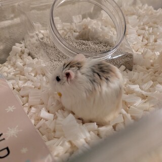 ロボロフスキーハムスター