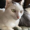 目つき悪いけど、甘々よ。私、しま子です。