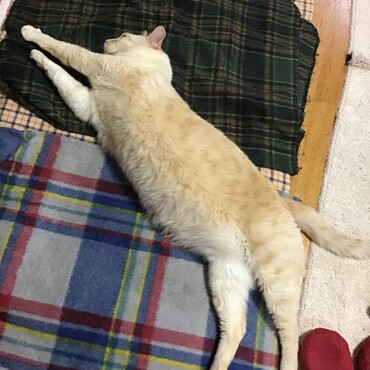 こたつの中で寝ていた僕。お友達のみんな、ありがとうね！！！