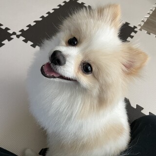 人懐っこく食べる事が大好きな3歳6ヶ月のポメ君！