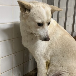 殺処分対象❗️収容期限1/21迄❗️延長なし