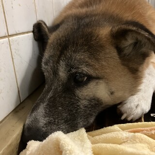 殺処分対象❗️収容期限1/21迄❗️延長なし