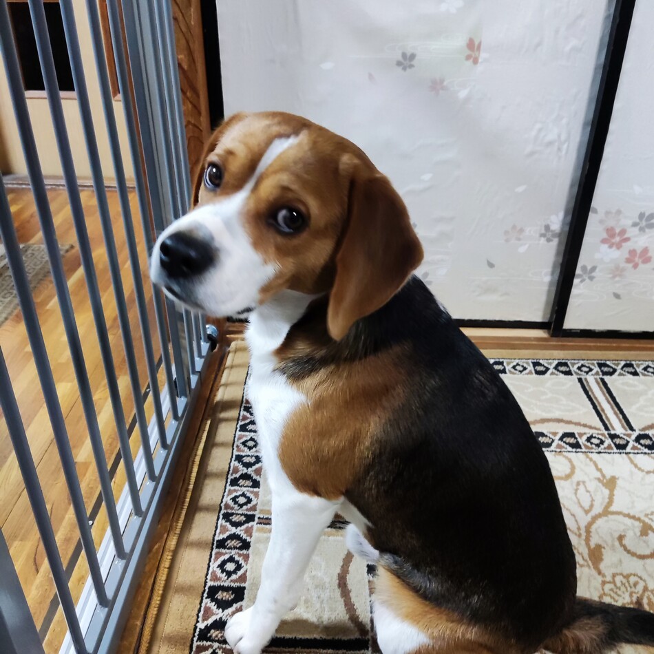 あきのカバー写真