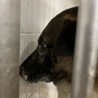 殺処分対象❗️収容期限1/21迄❗️延長なし