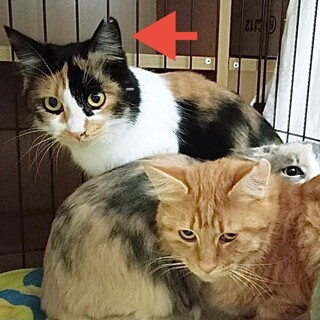 長毛ミケ　遊び好きなきれいな子