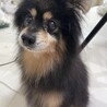 ポメラニアン12歳♂ サムネイル2