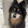 ポメラニアン12歳♂ サムネイル3