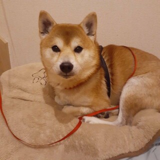 柴犬　5歳　レイです