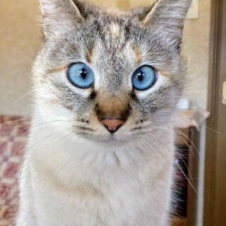 すぐお腹見せちゃう♡デレデレ女子