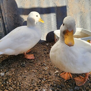 コールダック鴨カラー雄1羽、雌2羽を15000円でお譲り