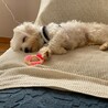 多頭からやってきた元気いっぱいのルナくん♂約２歳 サムネイル3